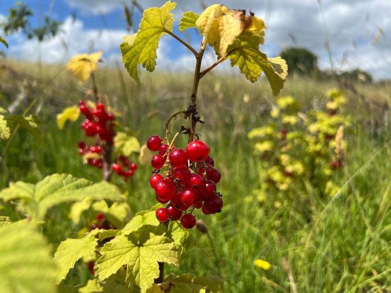 Chiltern Forage Farm